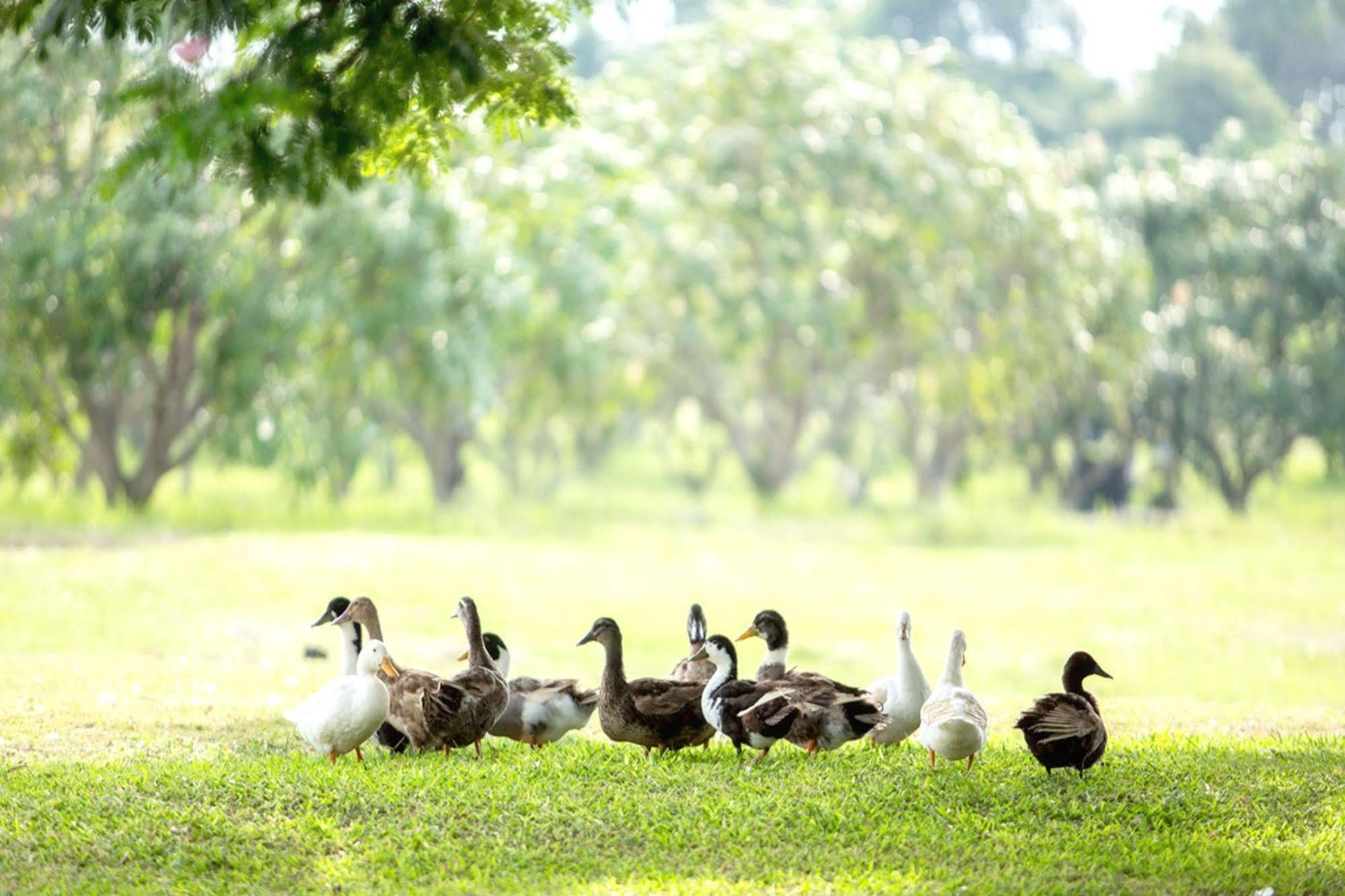 Chateau De Khaoyai Hotel & Resort Pak Chong Dış mekan fotoğraf